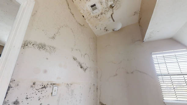 Best Asbestos and Lead Testing During Mold Inspection  in Pembroke Pines, FL