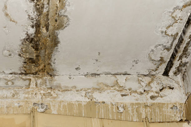Best Mold Damage Restoration  in Pembroke Pines, FL