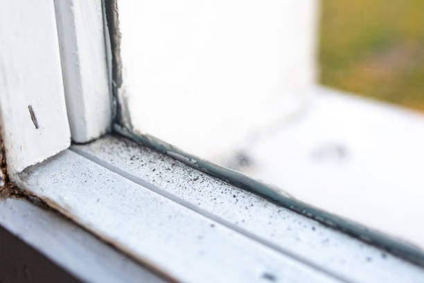 Best Biohazard Mold Removal  in Pembroke Pines, FL