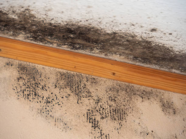 Best Basement Mold Removal  in Pembroke Pines, FL