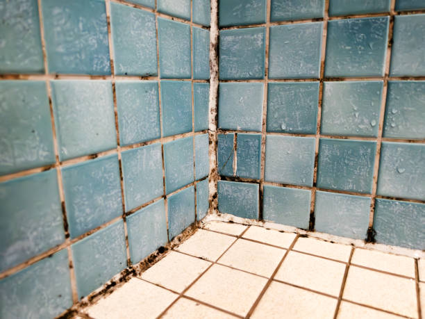 Best Commercial Mold Inspection  in Pembroke Pines, FL