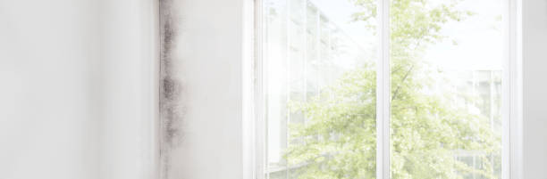 Best Mold Remediation for Healthcare Facilities  in Pembroke Pines, FL
