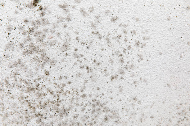 Best Forensic Mold Investigation  in Pembroke Pines, FL