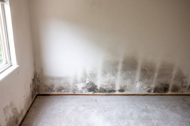 Best Water Damage & Mold Remediation  in Pembroke Pines, FL