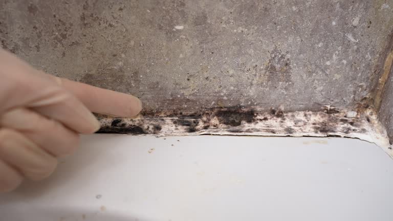 Mold Documentation for Insurance Claims in Pembroke Pines, FL